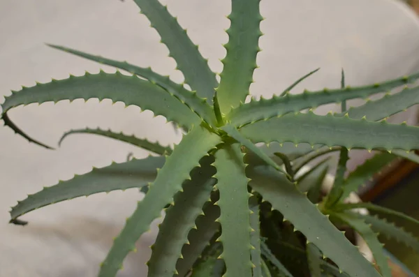 Candelabra Aloe Aloe Arborescens Είναι Ένα Είδος Ανθοφόρου Χυμώδους Και — Φωτογραφία Αρχείου