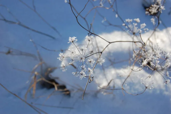 Beautiful Gentle Winter Landscape Cold Winter Season Background Frozen Grass — Stock Photo, Image