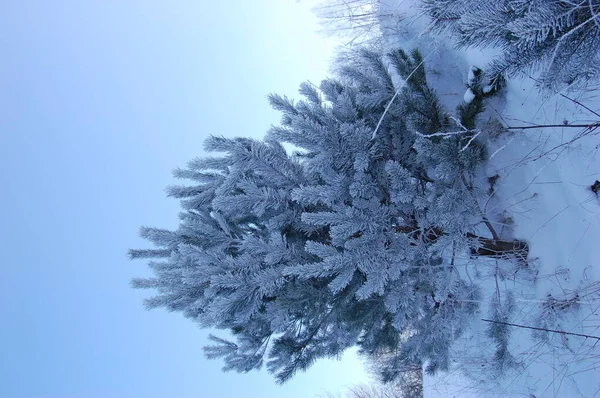 beautiful gentle winter landscape. cold winter season background. frozen grass. frosty weather. new year and Christmas holiday concept. copy space