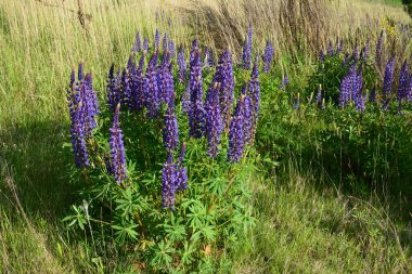 Pembe mor ve mavi çiçekli Lupinus tarlası. Lupin tarlası. Çayırda mor ve pembe lupin. Lupine değerli yem ve süs bitkisi..