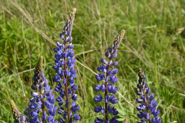 Champ Lupin Avec Des Fleurs Roses Violettes Bleues Champ Lupins — Photo