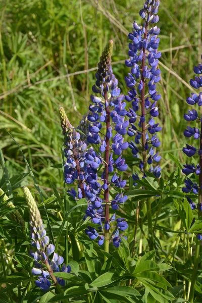 Champ Lupin Avec Des Fleurs Roses Violettes Bleues Champ Lupins — Photo