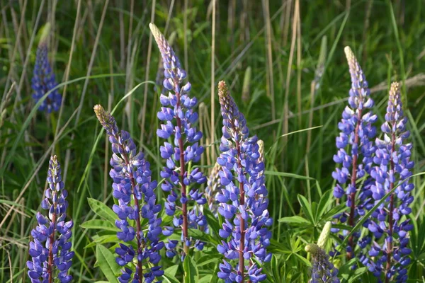 Lupinus Růžovými Purpurovými Modrými Květy Pole Lupinů Fialová Růžová Lupina — Stock fotografie