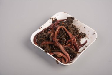 Earthworms (Eisenia foetida) called Tennessee Wiggler for Fishing or Compost.Mother stock of worms for manure processing. clipart