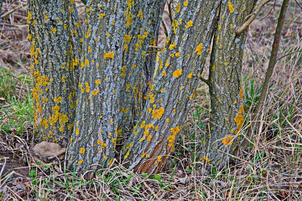 Žlutý Lišejník Kůře Stromu Stromový Kmen Zasažen Lišejníkem Moss Větvi — Stock fotografie