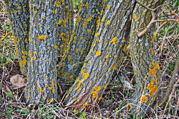 Žlutý Lišejník Kůře Stromu Stromový Kmen Zasažen Lišejníkem Moss Větvi — Stock fotografie