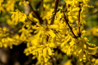Önünde yeşil çimenler ve mavi gökyüzü olan fındık çiçekleri. Altın çan, Forsythia sınırı.