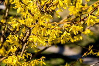 Önünde yeşil çimenler ve mavi gökyüzü olan fındık çiçekleri. Altın çan, Forsythia sınırı.