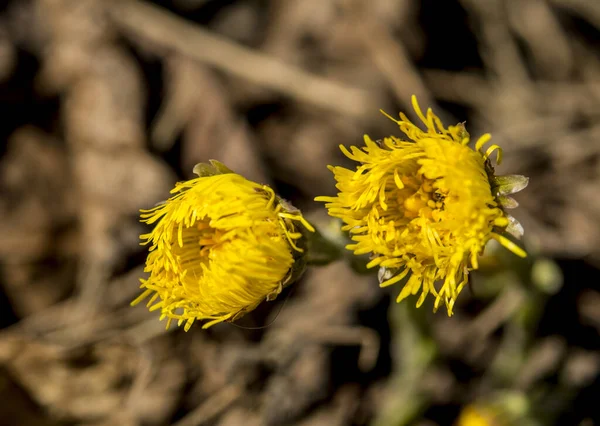 Blommar Tidigt Våren Bush Coltsfoot Vacker Gul Fotfot Blomma Tussilago — Stockfoto