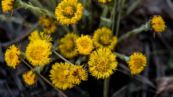 Blooming Early Spring Bush Coltsfoot Beautiful Yellow Coltsfoot Flower Tussilago — Stock Photo, Image