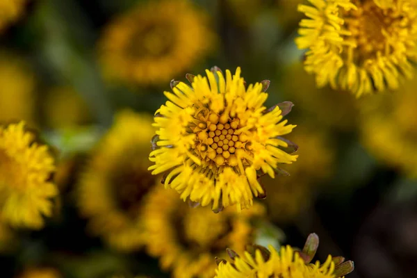 Florece Principios Primavera Los Pies Popa Arbusto Hermosa Flor Pie —  Fotos de Stock