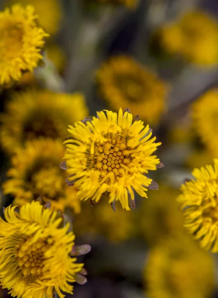 Florece Principios Primavera Los Pies Popa Arbusto Hermosa Flor Pie — Foto de Stock