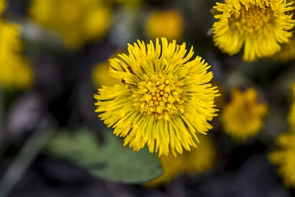 Цветущие Ранней Весной Кустах Coltsfoot Красивый Жёлтый Цветок Туссилаго Фарфара — стоковое фото