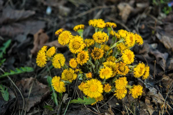 早春のブッシュコルツの足に咲きます 美しい黄色のコルツの足の花 タッシラゴ ファラ コルツフット — ストック写真