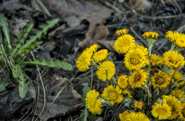 Blooming Early Spring Bush Coltsfoot Beautiful Yellow Coltsfoot Flower Tussilago — Stock Photo, Image