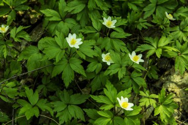Anemone nemorosa çiçekleri güneşli bir günde ormanda. Yaban şakayığı, yel çiçekleri, yosun.