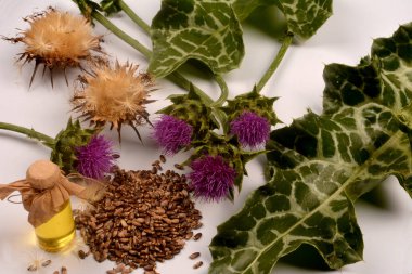 Seeds of a milk thistle with flowers (Silybum marianum, Scotch Thistle, Marian thistle ) Close-up on white background.herb milk thistle silybum marianum on white background clipart
