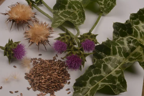 Semillas Cardo Mariano Con Flores Silybum Marianum Scotch Thistle Marian — Foto de Stock