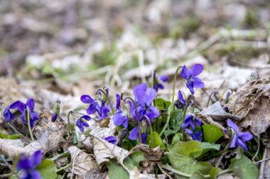 Viola odorata. Kokulu olsun. İlkbaharda açan mor çiçek ormanı. İlk bahar çiçeği, mor. Vahşi menekşeler.