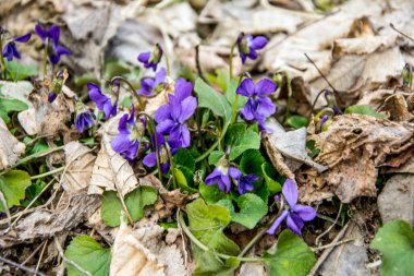 Viola odorata. Kokulu olsun. İlkbaharda açan mor çiçek ormanı. İlk bahar çiçeği, mor. Vahşi menekşeler.