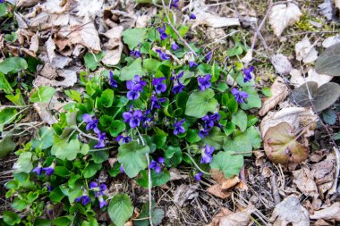 Viola odorata. Kokulu olsun. İlkbaharda açan mor çiçek ormanı. İlk bahar çiçeği, mor. Vahşi menekşeler.