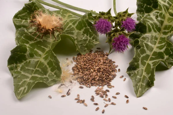 Tejbogáncs Magja Virággal Silybum Marianum Scotch Thistle Marian Thistle Közelkép — Stock Fotó