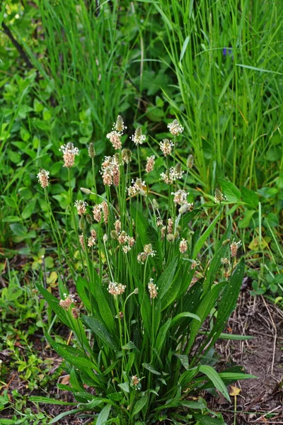 Las Cabezas Florecientes Del Plátano Ribwort Plantago Lanceolata Varias Inflorescencias —  Fotos de Stock