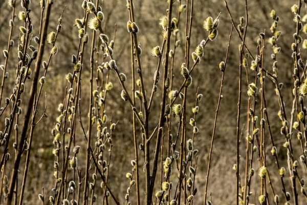 Natura Sveglia Primavera Fioritura Ramoscelli Salice Peloso Salice Catkins Cosiddetti — Foto Stock