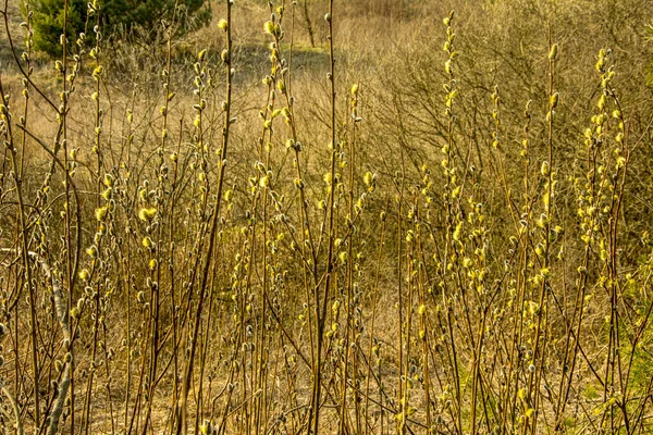 Nature Réveille Printemps Brindilles Saule Fleurs Chatons Saule Fourrure Dits — Photo