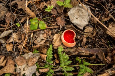 Ormandaki ilk bahar mantarı. Sarcosciffus kırmızısı, genellikle kırmızı elf kabı olarak bilinir, kırmızı elf şapkası, ya da kırmızı kap. Seçici odak