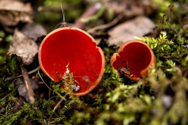 Ormandaki ilk bahar mantarı. Sarcosciffus kırmızısı, genellikle kırmızı elf kabı olarak bilinir, kırmızı elf şapkası, ya da kırmızı kap. Seçici odak