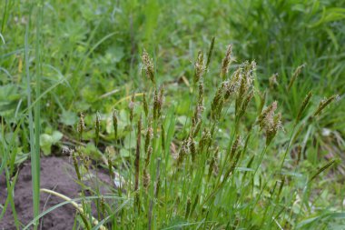 Hiyerochloe odorata 'dan (tatlı ot veya kutsal ot), bulanık yeşil arka planlı parlak yeşil alan. Tatlı çimen duvar kağıdı