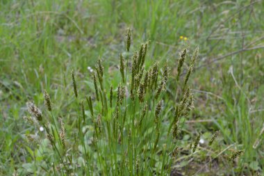Hiyerochloe odorata 'dan (tatlı ot veya kutsal ot), bulanık yeşil arka planlı parlak yeşil alan. Tatlı çimen duvar kağıdı