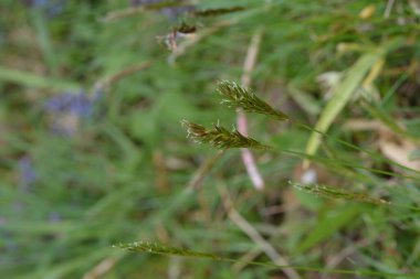 Hiyerochloe odorata 'dan (tatlı ot veya kutsal ot), bulanık yeşil arka planlı parlak yeşil alan. Tatlı çimen duvar kağıdı