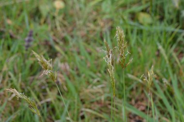 Hiyerochloe odorata 'dan (tatlı ot veya kutsal ot), bulanık yeşil arka planlı parlak yeşil alan. Tatlı çimen duvar kağıdı