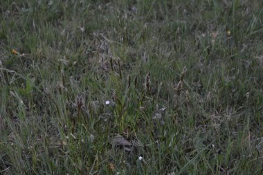 Hiyerochloe odorata 'dan (tatlı ot veya kutsal ot), bulanık yeşil arka planlı parlak yeşil alan. Tatlı çimen duvar kağıdı