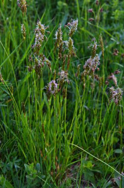Hiyerochloe odorata 'dan (tatlı ot veya kutsal ot), bulanık yeşil arka planlı parlak yeşil alan. Tatlı çimen duvar kağıdı