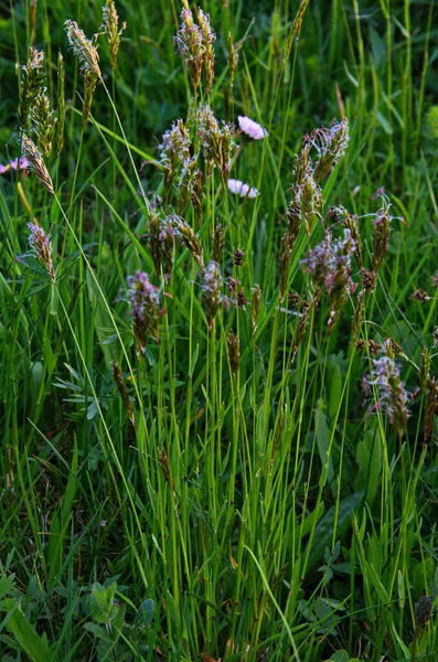 Champ Vert Vif Hierochloe Odorata Herbe Douce Herbe Sainte Avec — Photo