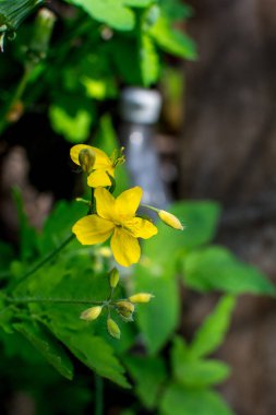 bitki örtüsünün başlangıcında bir selandin yapraklarının radikal soketi