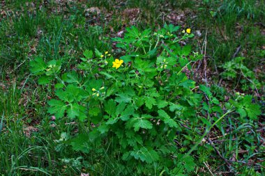 bitki örtüsünün başlangıcında bir selandin yapraklarının radikal soketi