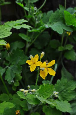 bitki örtüsünün başlangıcında bir selandin yapraklarının radikal soketi