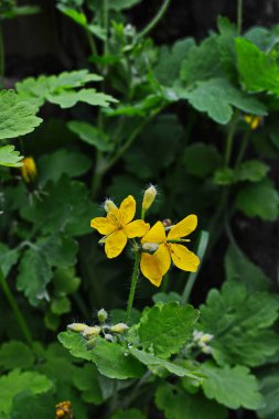 bitki örtüsünün başlangıcında bir selandin yapraklarının radikal soketi