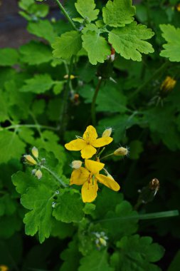bitki örtüsünün başlangıcında bir selandin yapraklarının radikal soketi