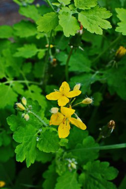bitki örtüsünün başlangıcında bir selandin yapraklarının radikal soketi