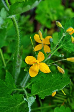 bitki örtüsünün başlangıcında bir selandin yapraklarının radikal soketi