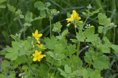 bitki örtüsünün başlangıcında bir selandin yapraklarının radikal soketi