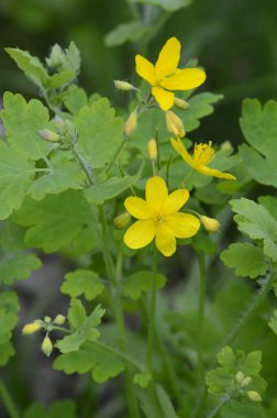 bitki örtüsünün başlangıcında bir selandin yapraklarının radikal soketi