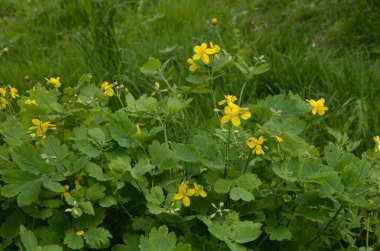 bitki örtüsünün başlangıcında bir selandin yapraklarının radikal soketi
