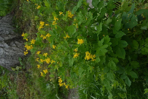 Tomada Radical Folhas Celandine Início Vegetação — Fotografia de Stock