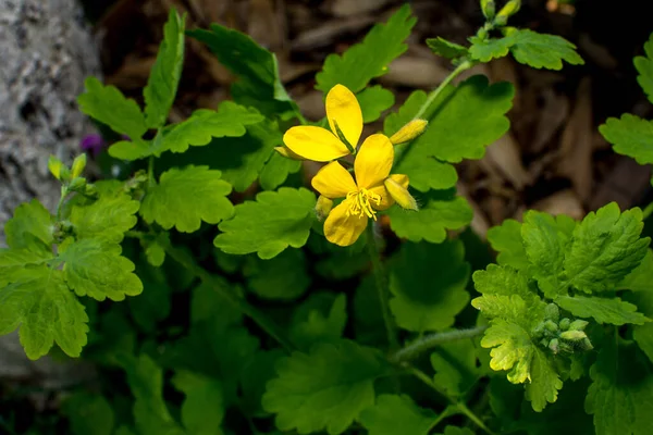 Tomada Radical Folhas Celandine Início Vegetação — Fotografia de Stock